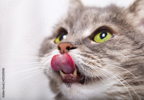 The head of the cat looking up and who is licking lips