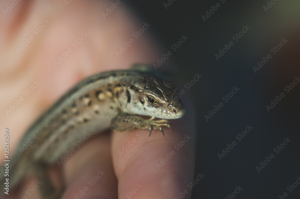 Lizard on the hand blur Lizard on the hand blur