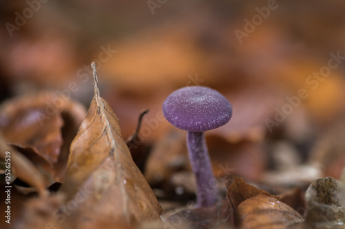 Amethyst mushroom