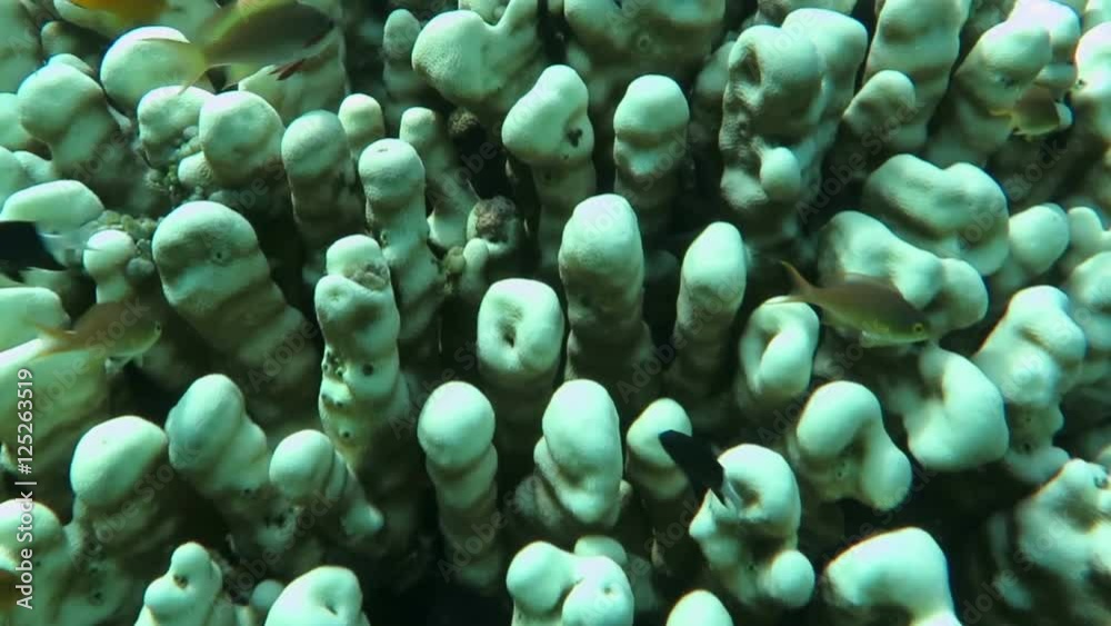 Tropical fish swim around a barrel sponge on a coral reef. Tropical fish swim around a barrel sponge on a coral reef.