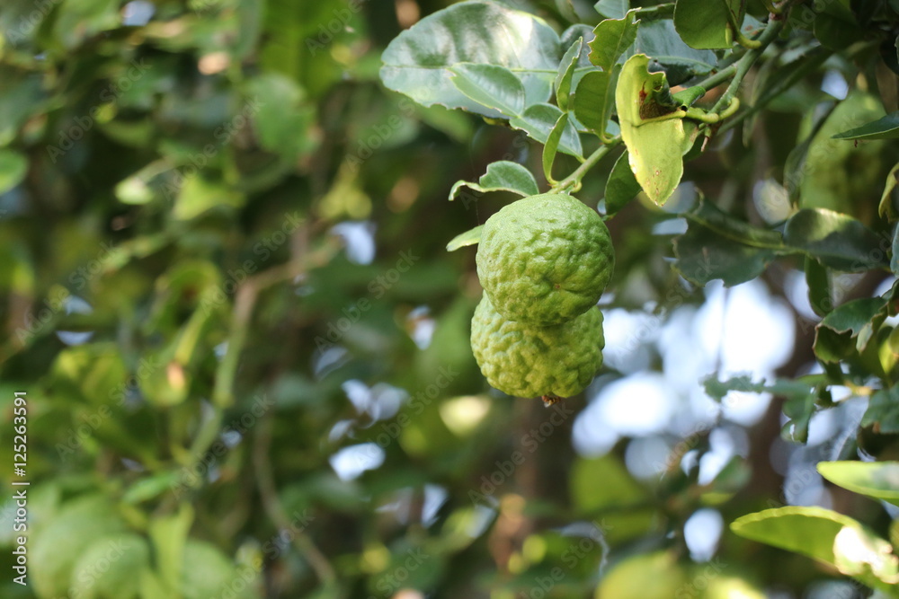 Green bergamot on the tree, green color Green bergamot on the tree, green color