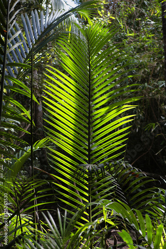 Giant ferns in the jungles of Sumatra  Indonesia.