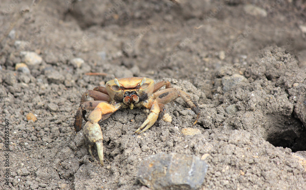 Crabe des Antilles