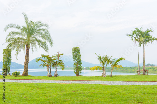 Palm tree and green grass with pond background