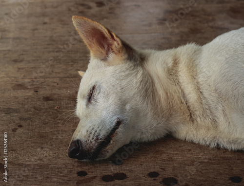 white dog sleep on wood floor