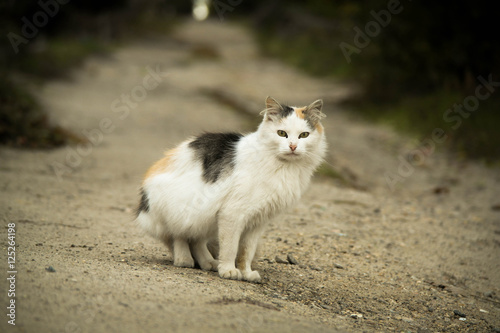 Street cat in the village © Михаил Осмоловский