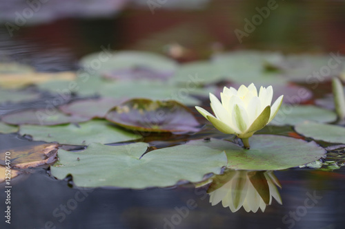 Water lily flower / 睡蓮の花