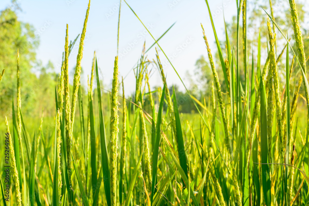 Green rice in farm with sunlight background