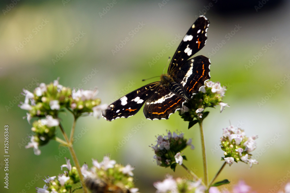 Landkärtchen (Araschnia levana) auf Minze-Kultivat (Mentha) Landkärtchen (Araschnia levana) auf Minze-Kultivat (Mentha)
