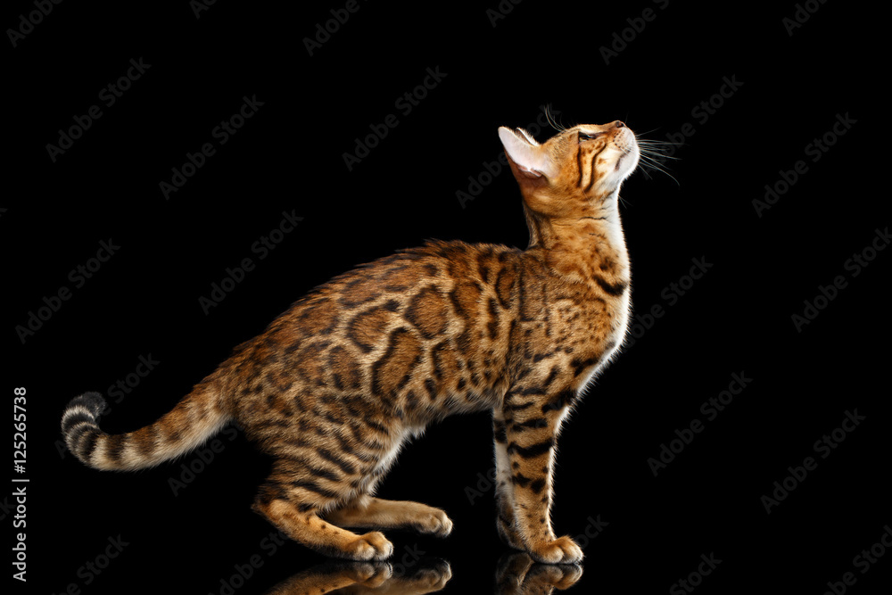 Playful Gold Bengal Cat Standing and Looking up on isolated Black Background with reflection, Side view