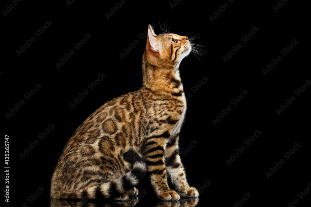 Playful Gold Bengal Cat Sitting and Looking up on isolated Black Background with reflection, Side view
