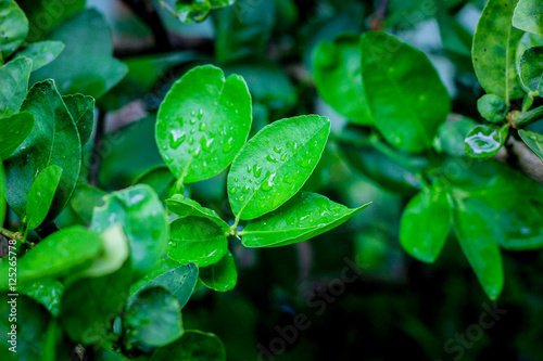 kaffir lime leaves photo