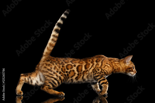 Playful Gold Bengal Cat Walking and Looking Forward on isolated Black Background with reflection  Side view