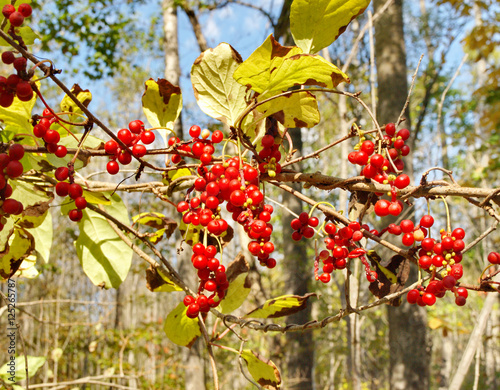 Brushes of ripe berries Schisandra chinensis photo