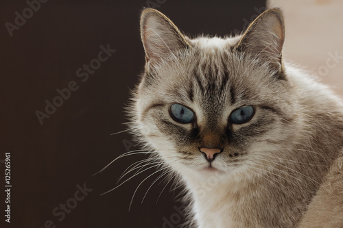 Canvas-taulu Domestic cat lookinf straight in camera