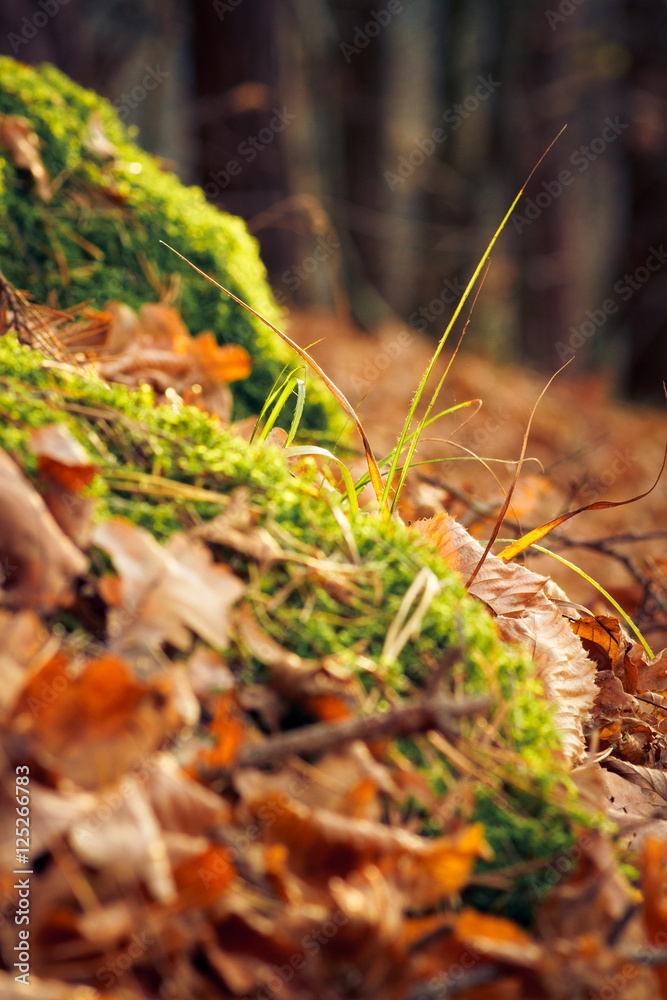 Grass on the forest ground