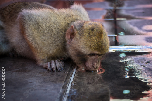 gibratlar monkey dricks water from street