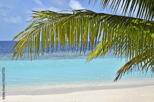 Palm tree leaves over sand and blue ocean