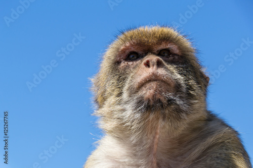 boss monkey sits on rock of gibraltar