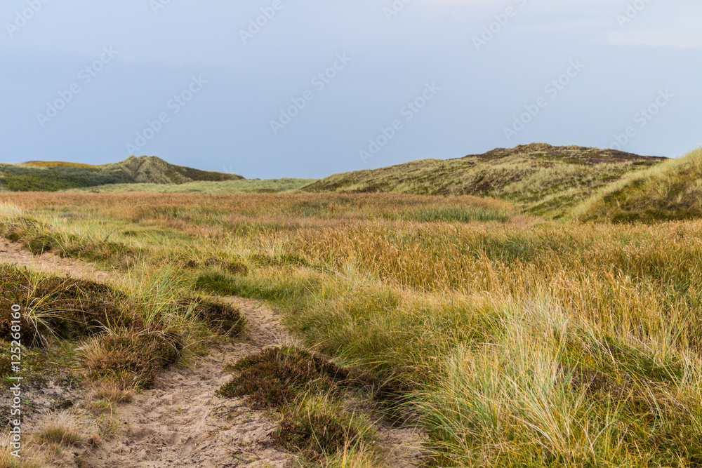 Dunes of Denmark with Reed