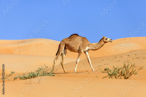 Miiddle eastern camel walking in a desert