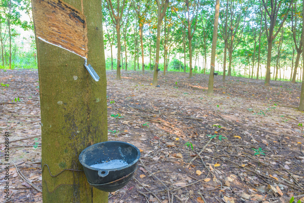 Fototapeta premium Rubber tree farm background