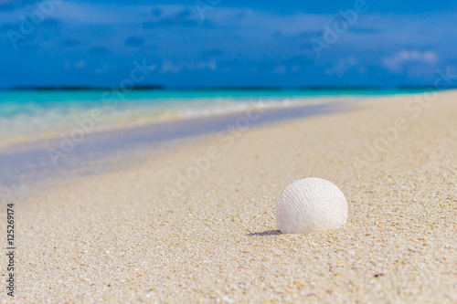 White shell in the sand on the beach