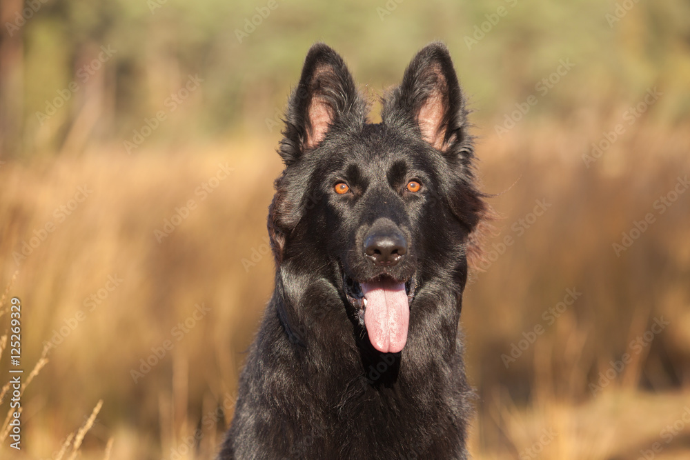 Fototapeta premium Portrait Old German Shepherd Dog