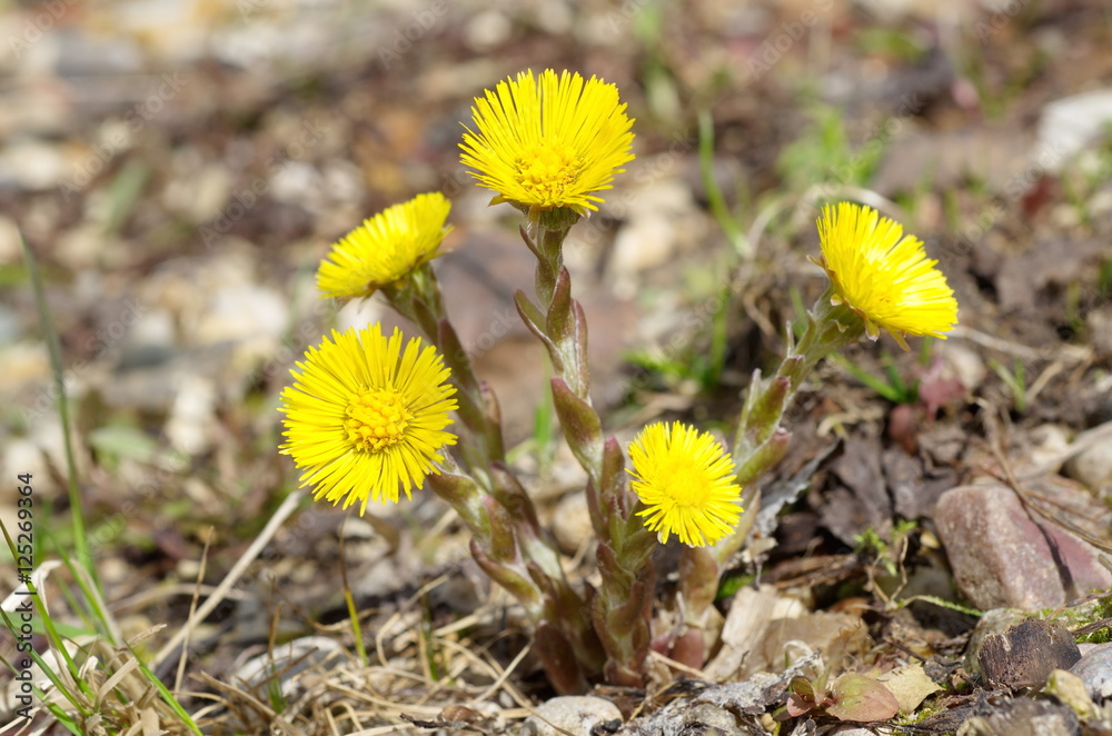 Tussilago farfara medicinal plant Tussilago farfara medicinal plant
