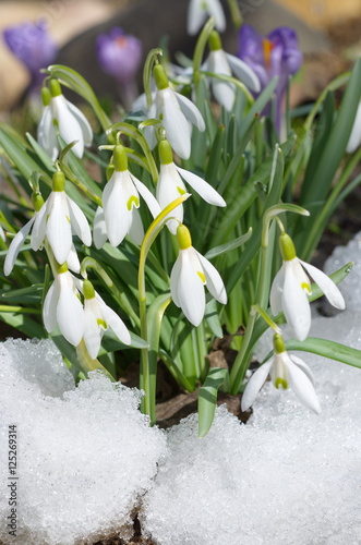 Snowdrops Voronova (lat.Galanthus woronowii) in snow photo