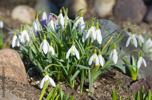 Snowdrops Voronova (lat.Galanthus woronowii) photo