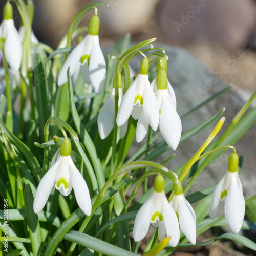Snowdrops Voronova (lat.Galanthus woronowii) closeup photo