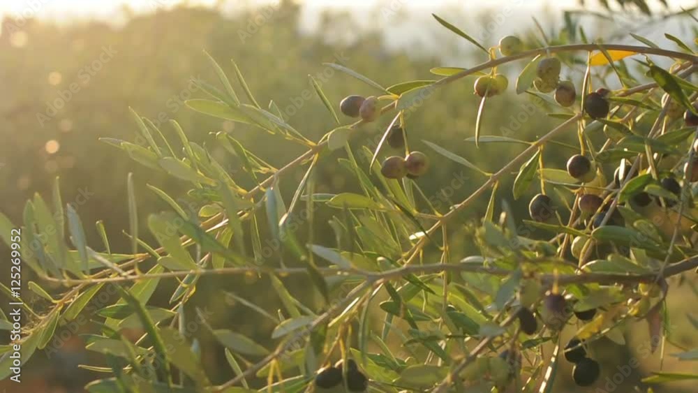Harvesting olive tree in italy, selective focus