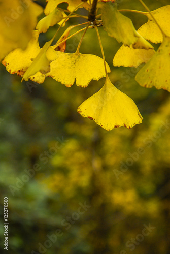 The ginkgo tree leaves closeup in autumn