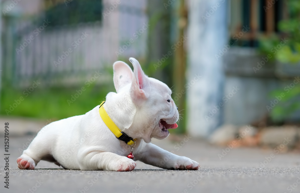 Young french bulldog white lying on the concrete floor.