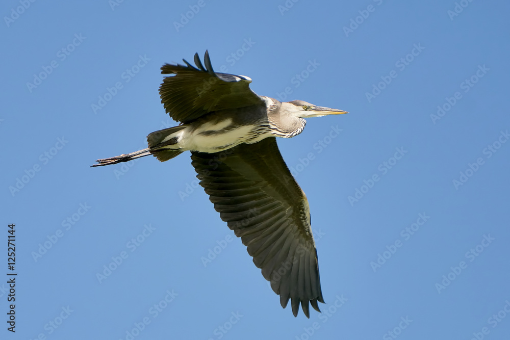 Obraz premium Цапля в полете на фоне синего неба Heron in flight