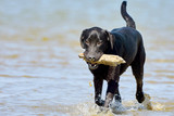 Собака несет палку своему хозяину на берегу моря  