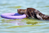 Коричневый лабрадор плывет по морю с пуллером Brown Labrador swimming in the sea