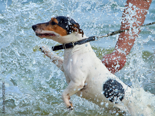 Собака на побережье в брызгах воды 