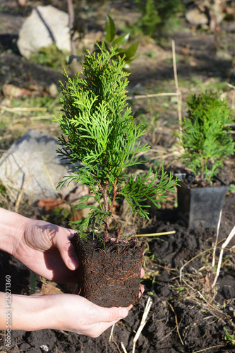 Planting Thuja Occidentalis Smaragd. Gardener Hands Planting Cypress tree, Thuja with Roots