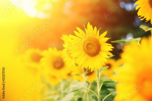 Fototapeta Naklejka Na Ścianę i Meble -  Beautiful bright sunflowers at sunflower field