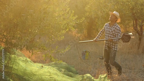 Harvesting olive tree in italy, selective focus