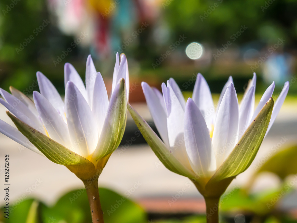 Fototapeta premium lotus flower