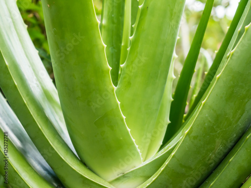 aloevera