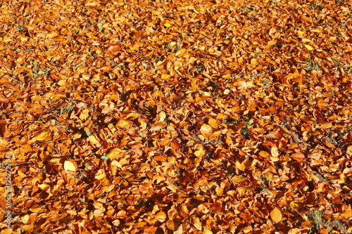 Buchenblätter, braun verfärbtes Herbstlaub