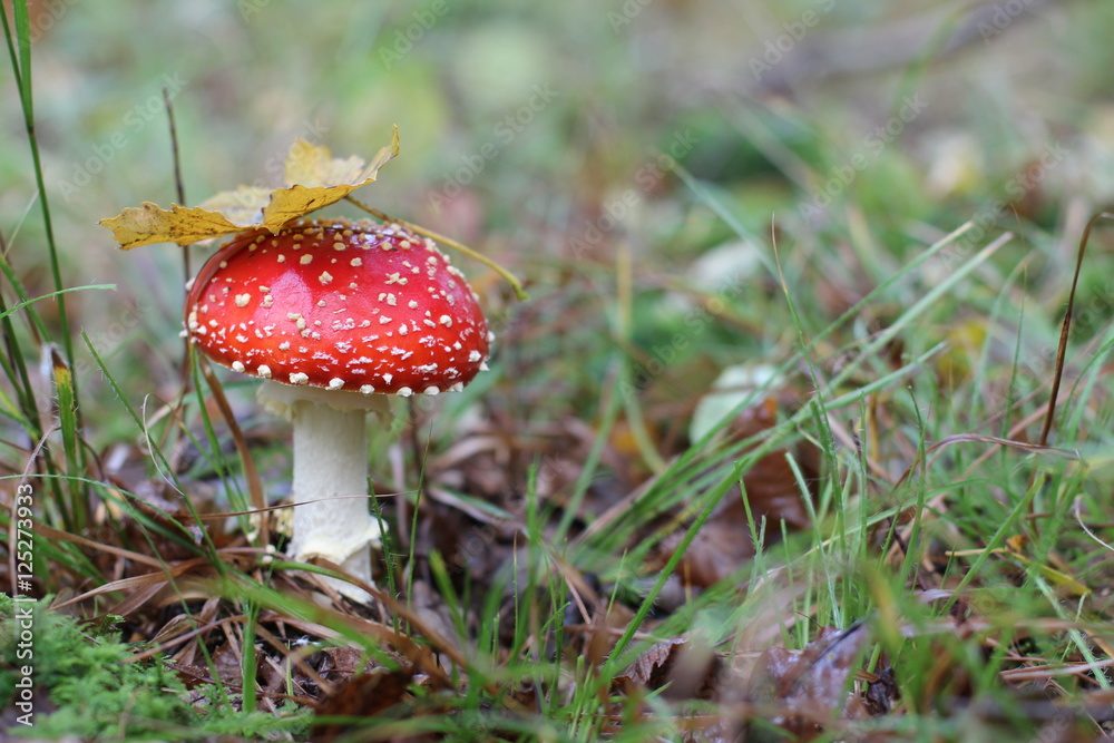 Amanita Amanita
