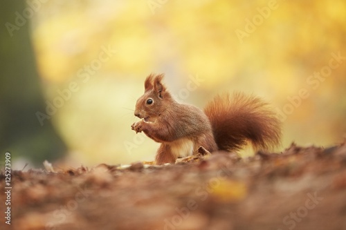 Squirrel  Autumn  nut and dry leaves