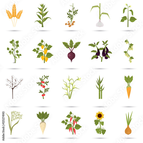 Agriculture crops color flat icons set