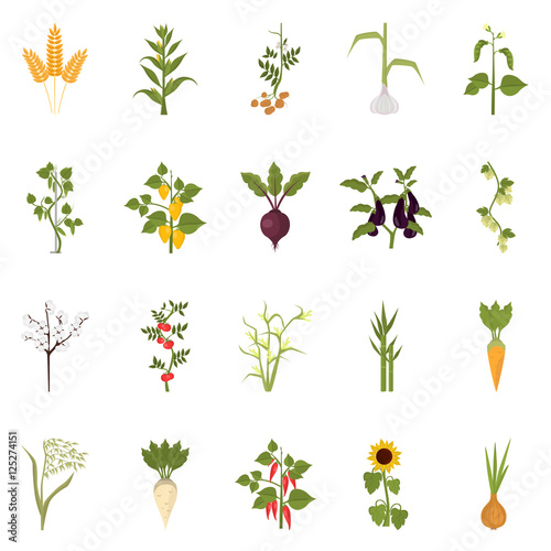 Agriculture crops color flat icons set