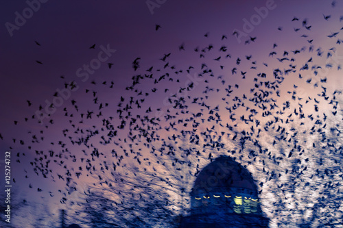 Vogelschwarm in der Stadt